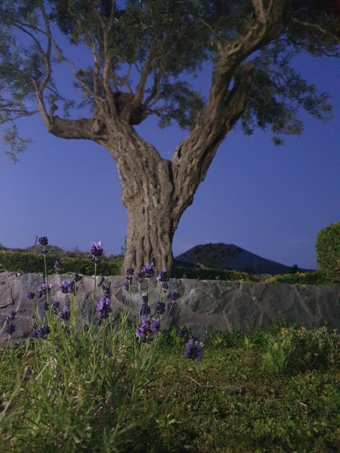 Stone Garden B&B Ercolano Ngoại thất bức ảnh